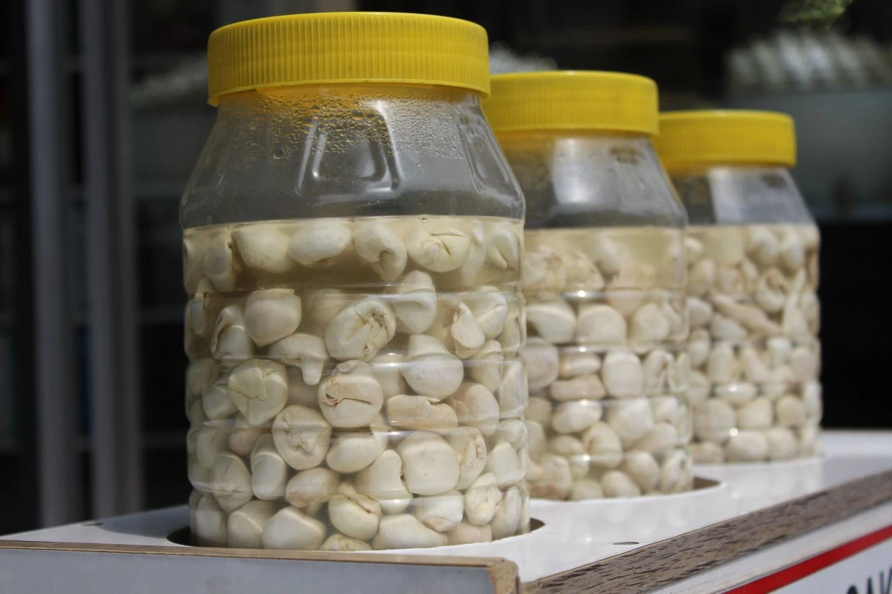 Çeyrek altın değerinde kenger sakızı! Doğada kendiliğinden yetişen şifa kaynağı  - 3. Resim