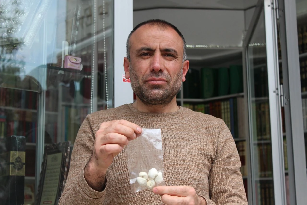 Çeyrek altın değerinde kenger sakızı! Doğada kendiliğinden yetişen şifa kaynağı  - 2. Resim