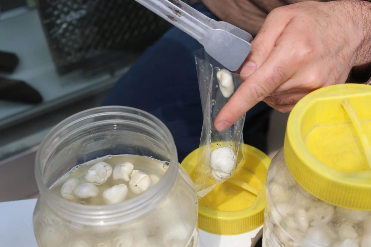 Çeyrek altın değerinde kenger sakızı! Doğada kendiliğinden yetişen şifa kaynağı  - 1. Resim