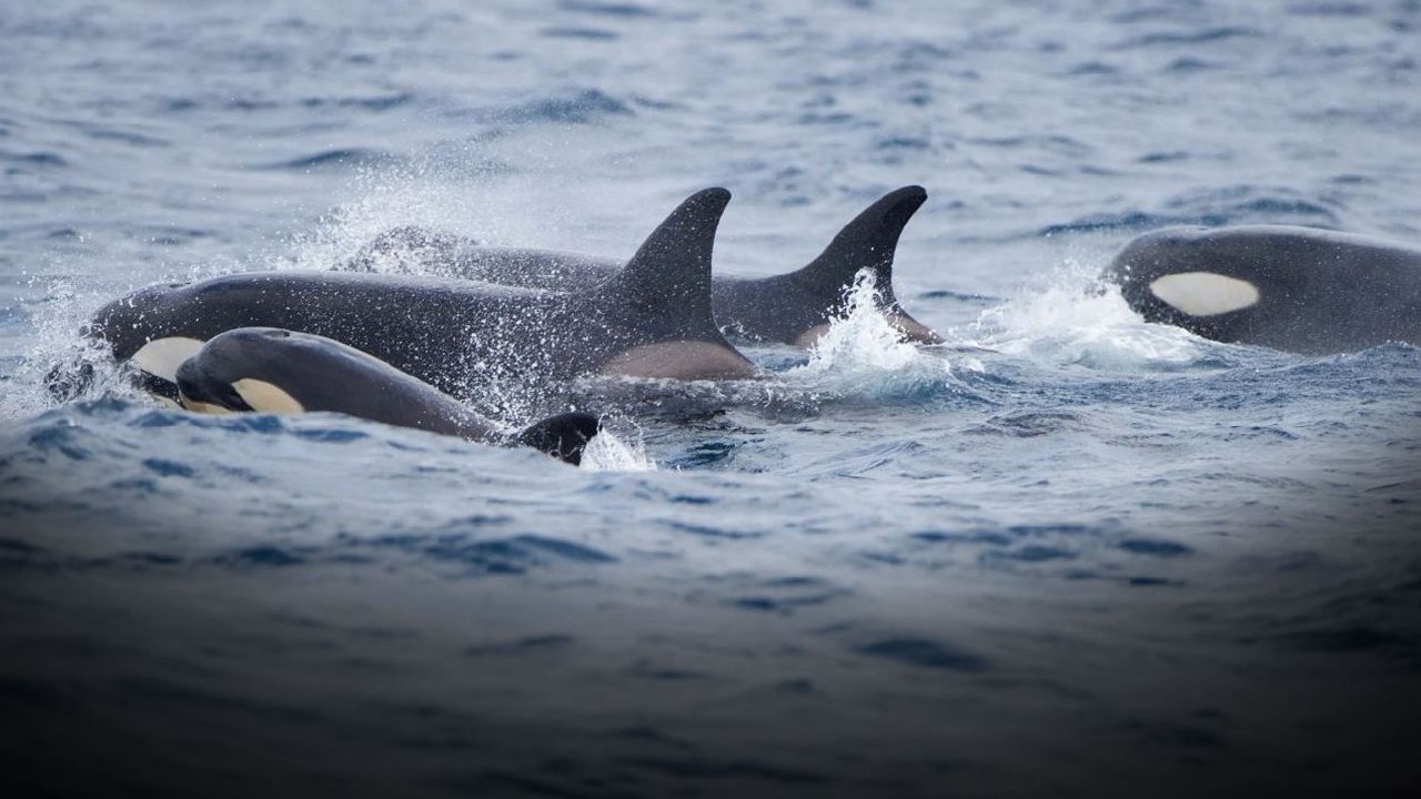 Katil balinaların ölümcül oyunu: Yat battı, petrol tankeri imdatlarına yetişti