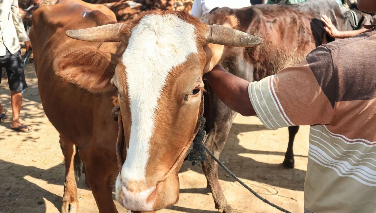 Et fiyatlarını düşürecek kritik hamle için Bakanlık düğmeye bastı! Tarım Kredi başı çekecek