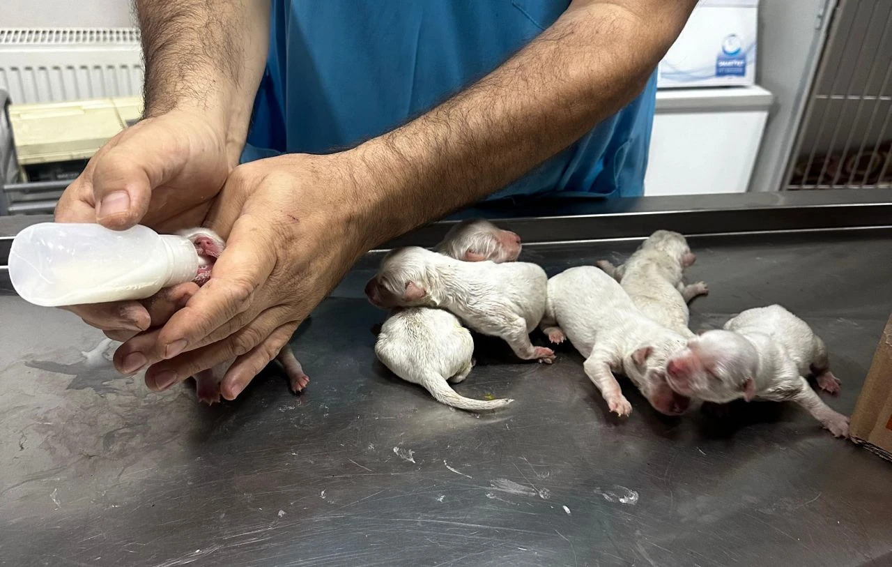 Bunun adı vicdansızlık! Çöpe atılan çuvalın içerisinden 6 yavru köpek çıktı - 1. Resim