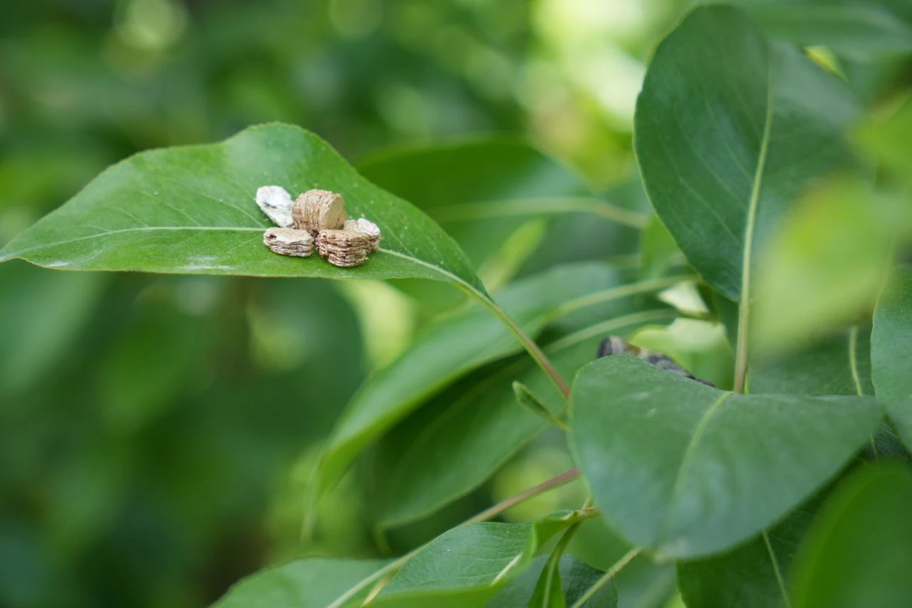 Tam 300 yıldır bu anı bekliyorlardı: Bursa'da biyolojik mücadele başladı