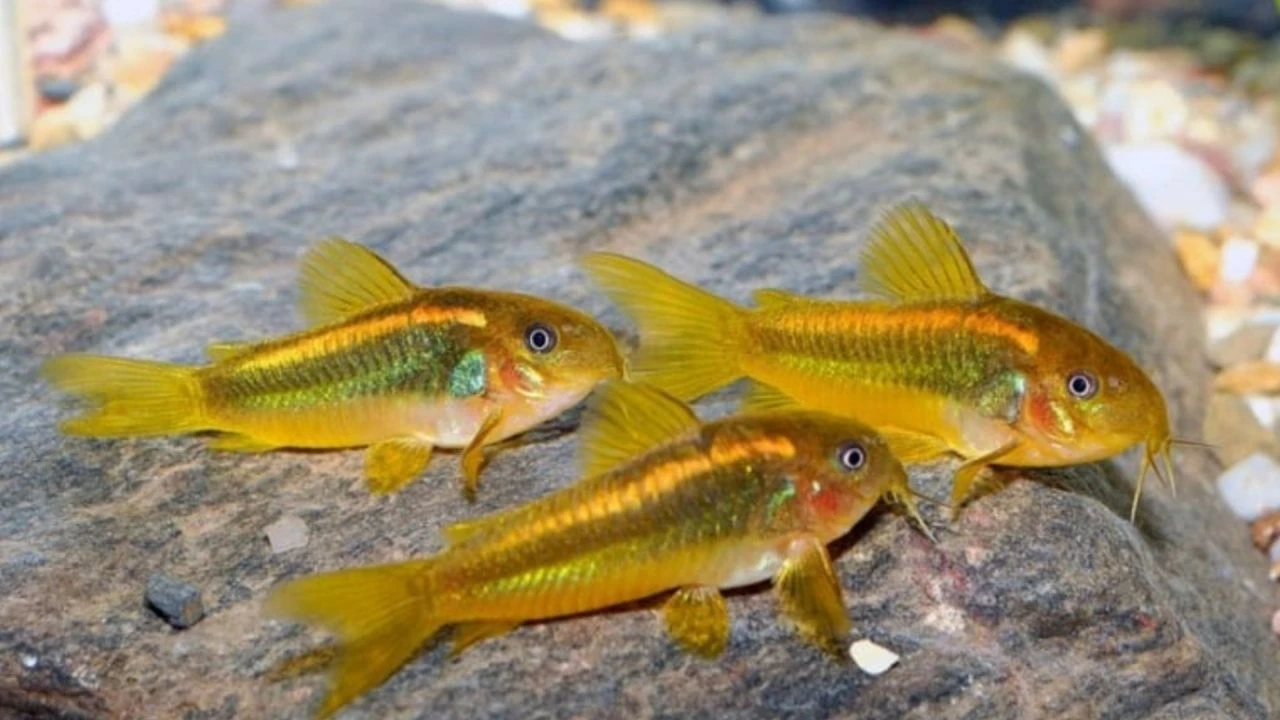 Türk bilim insanlarından büyük keşif! Dünya çöp balık listesine yeni tür eklediler