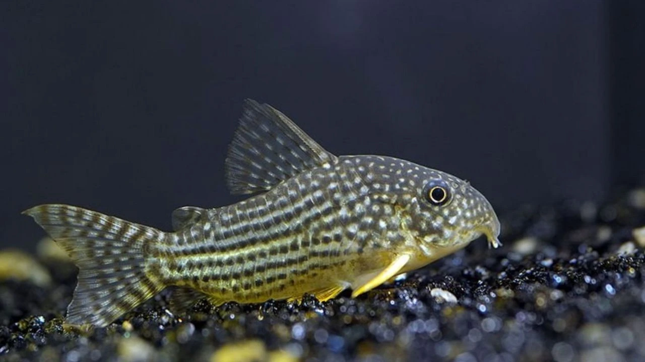 Türk bilim insanlarından büyük keşif! Dünya çöp balık listesine yeni tür eklediler