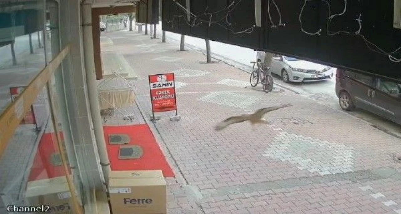 Kontrolden çıkan kuş cama çarpıp bayıldı! - 1. Resim