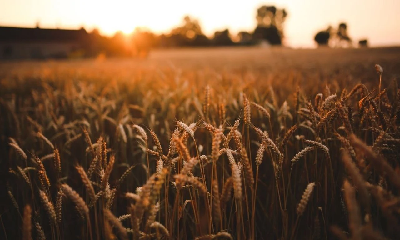 Türkiye’nin stokları dolu! TMO’nun buğday alımında yüksek fiyat beklenmiyor - 1. Resim