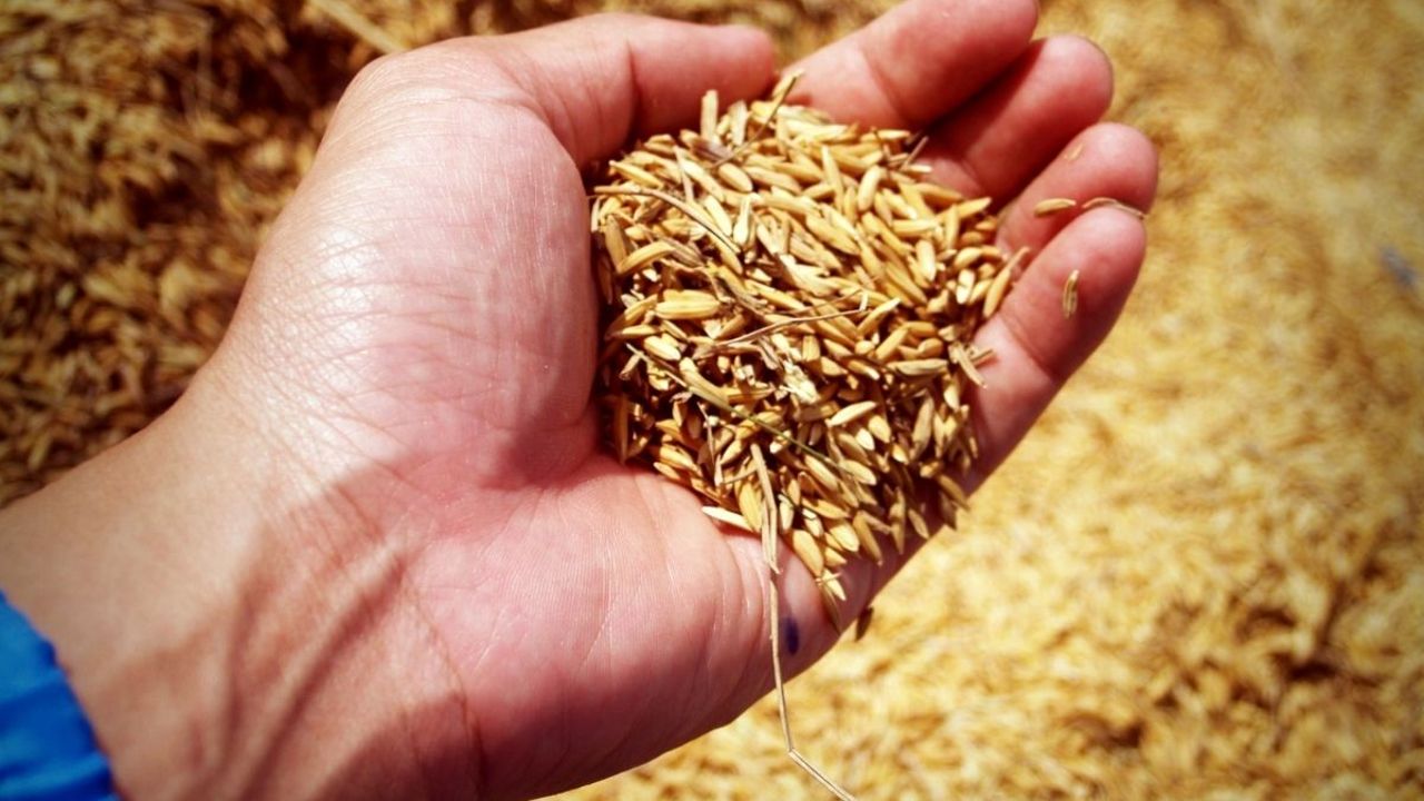  -Sektör buğday fiyatında beklentisini açıkladı