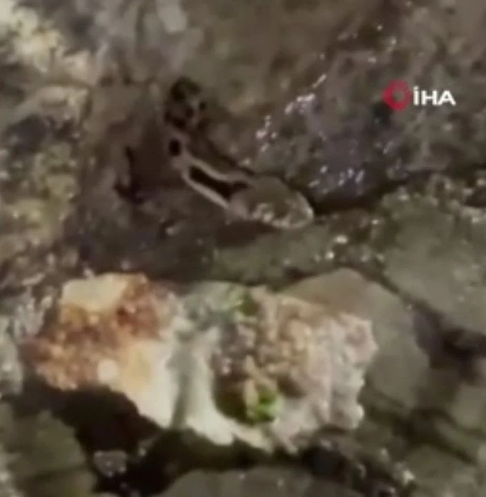 Anne terliği yılanı deliğine soktu: Kurbağa yerine gözleme ziyafeti - 2. Resim