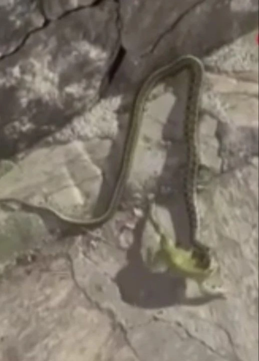 Anne terliği yılanı deliğine soktu: Kurbağa yerine gözleme ziyafeti - 1. Resim