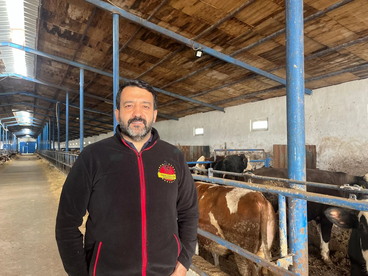 Maliyetler fiyat dengesini bozdu! Büyükbaş kurbanlık fiyatları uçtu