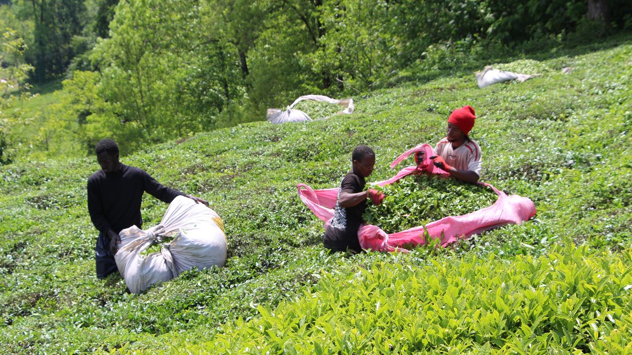 Çay hasadında çalışan olmayınca Senegalli işçiler çare oldu! Günlük yevmiyeyi duyan akın ediyor
