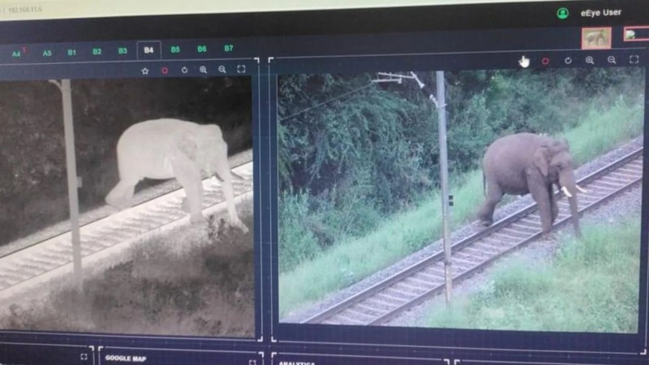 Hindistan, fillerin trenler yüzünden ölme tehlikesini yapay zekayla çözdü - 1. Resim