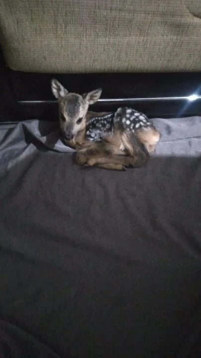 Ormanda öyle bir şey buldu ki! Şimdi birlikte sarılıp uyuyorlar - 1. Resim