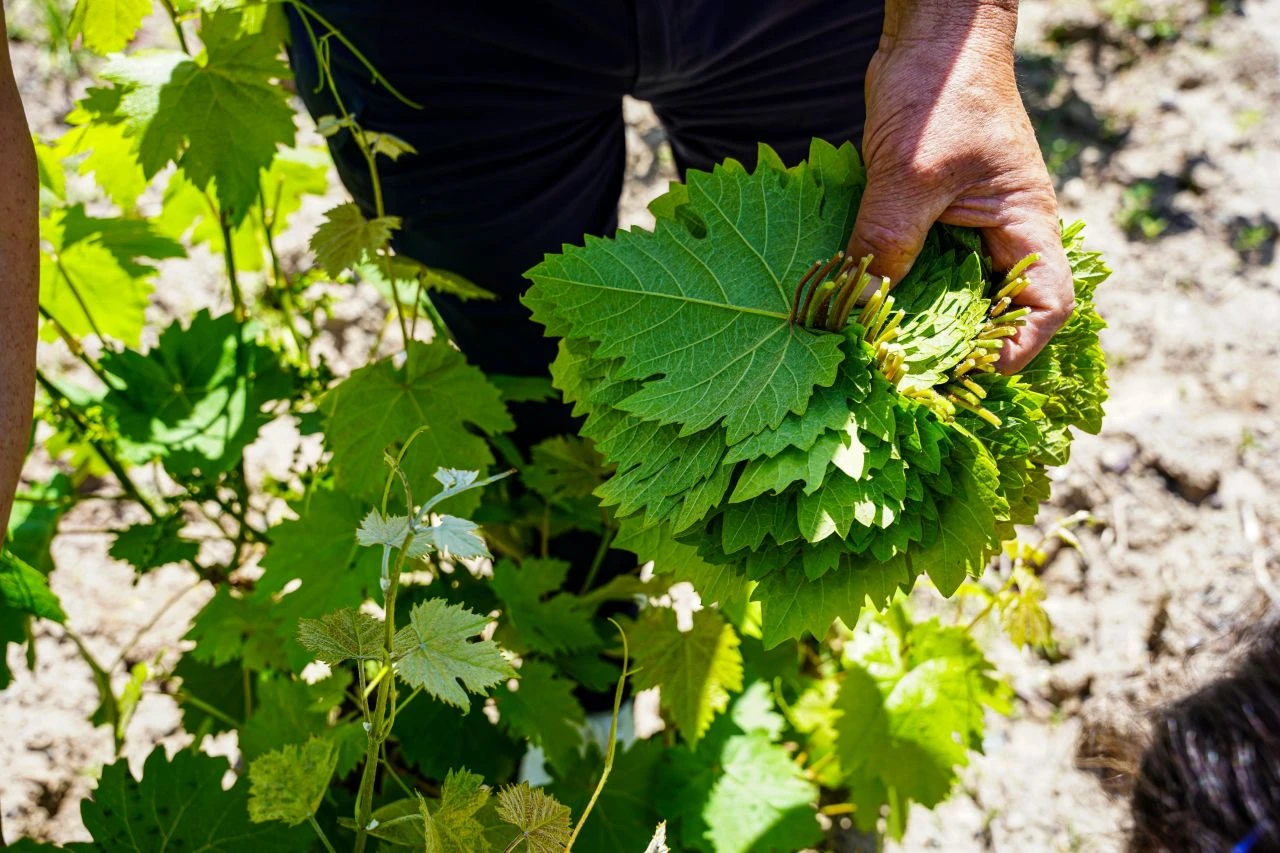Pazarda gören kapış kapış alıyor: Şifası saymakla bitmiyor - 2. Resim