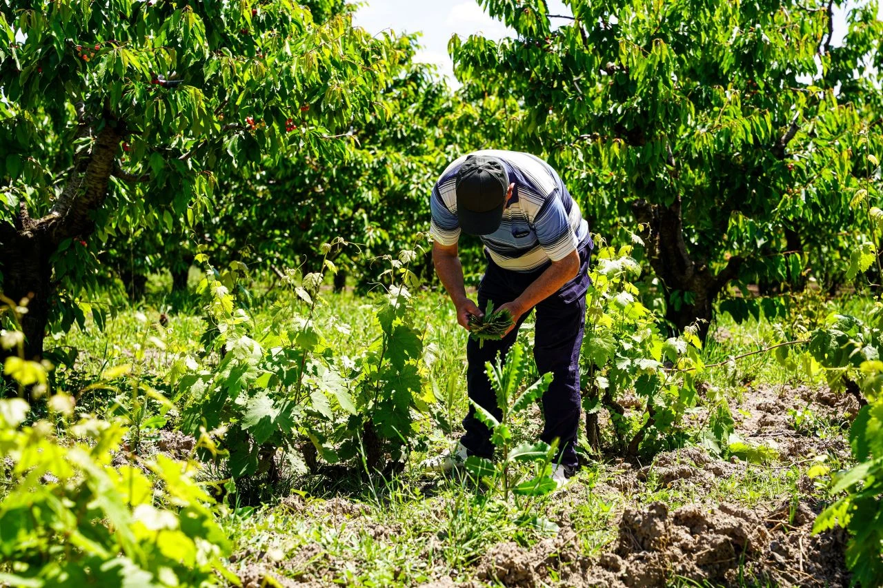 Pazarda gören kapış kapış alıyor: Şifası saymakla bitmiyor - 1. Resim
