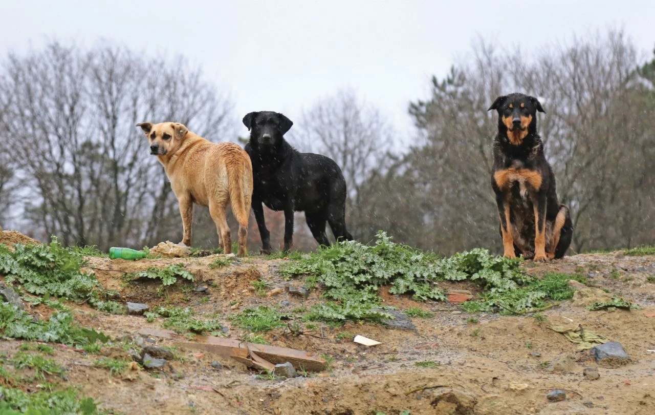 Başıboş köpekler için taslak ortaya çıktı: Uyutulmadan önce 30 gün süre verilecek