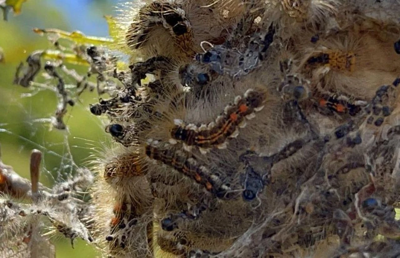 Bilim insanlarından ilginç keşif! 'Elektrik duyusunu' kullanarak saldırıları önceden tespit ediyorlar