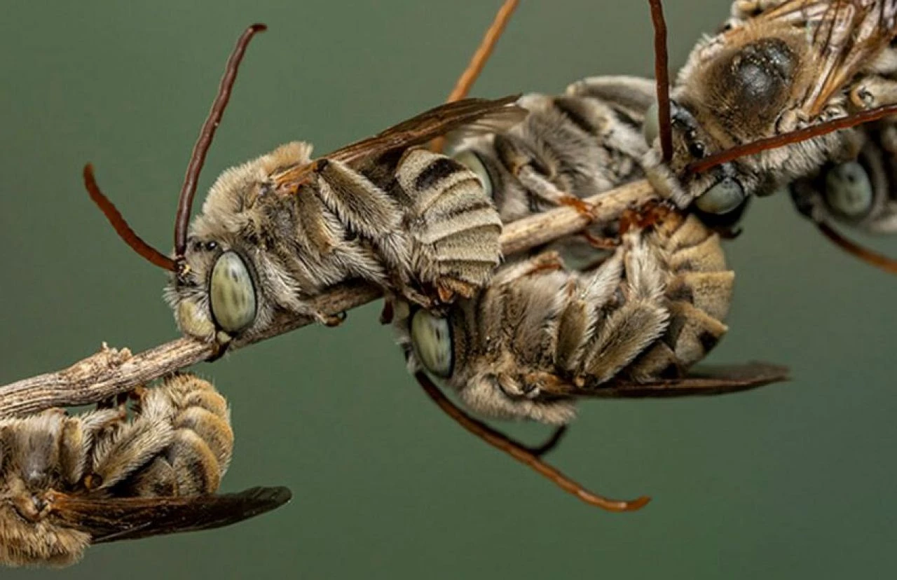 Bilim insanlarından ilginç keşif! 'Elektrik duyusunu' kullanarak saldırıları önceden tespit ediyorlar