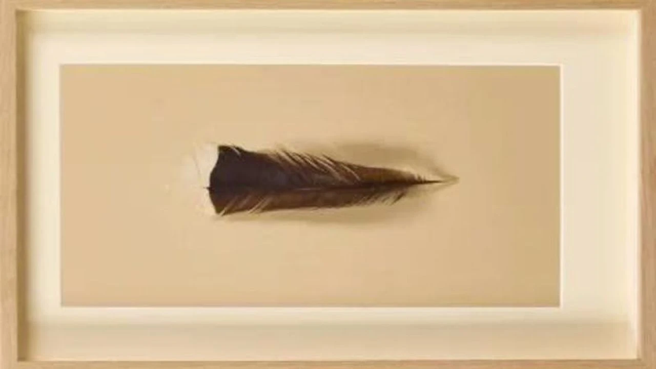 Dünyanın en pahalısı: Bir kuş tüyü yaklaşık 1 milyona satıldı! - 2. Resim