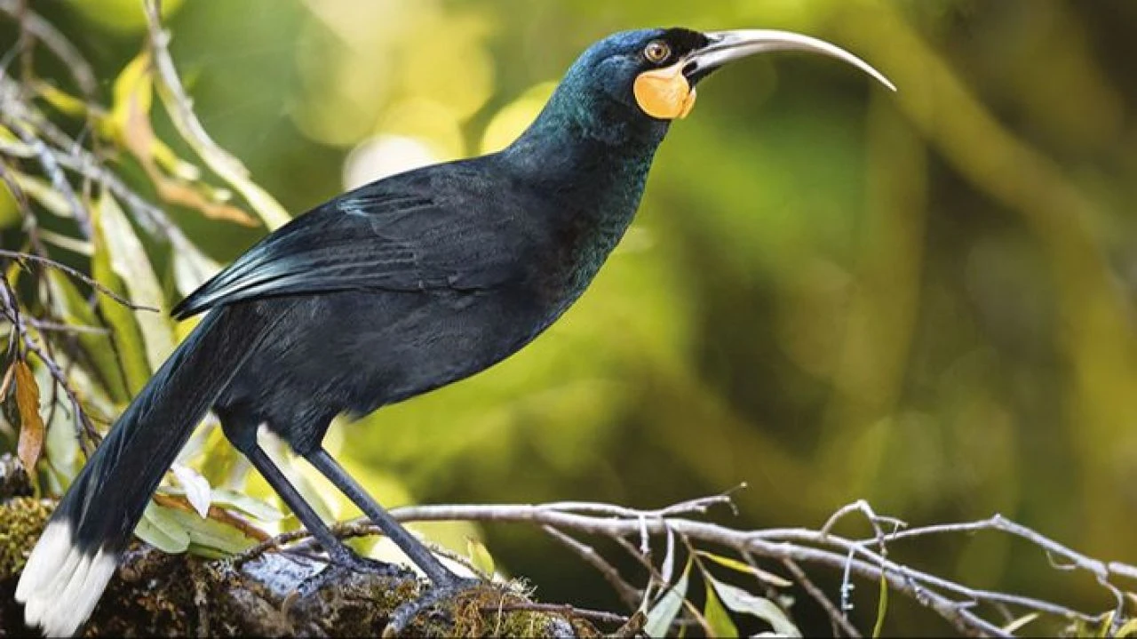 Dünyanın en pahalısı: Bir kuş tüyü yaklaşık 1 milyona satıldı! - 1. Resim
