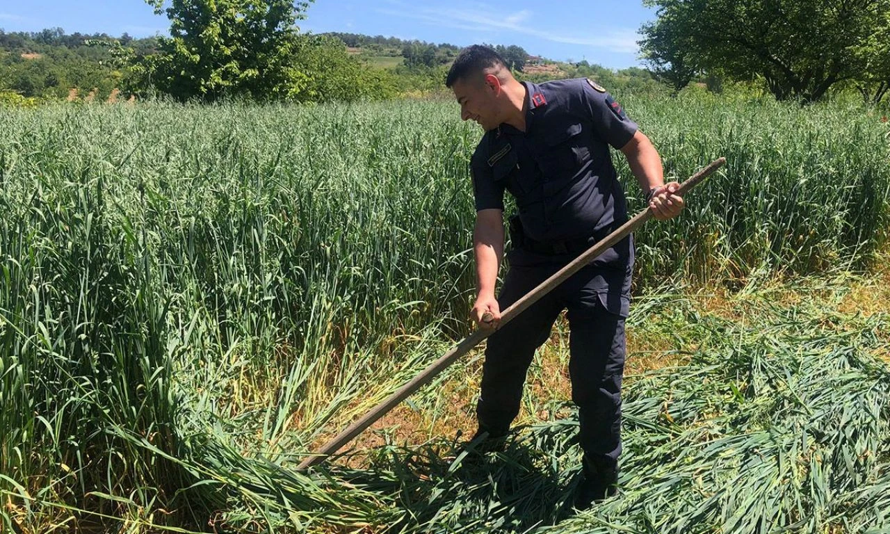 Jandarmandan yürekleri ısıtan hareket: Yaşlı çiftçinin yulaf biçtiğini görünce yardım etti