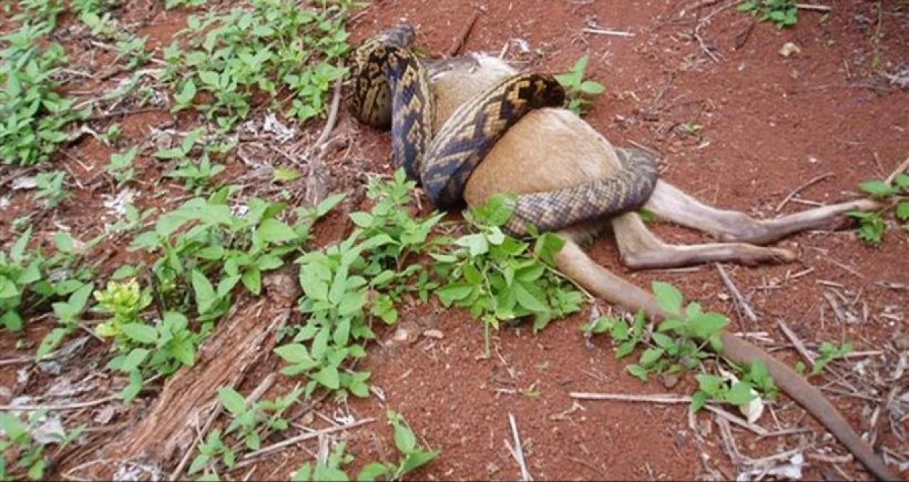 Yılanlar ülkeyi sardı: Evcil hayvanları yiyorlar - 2. Resim