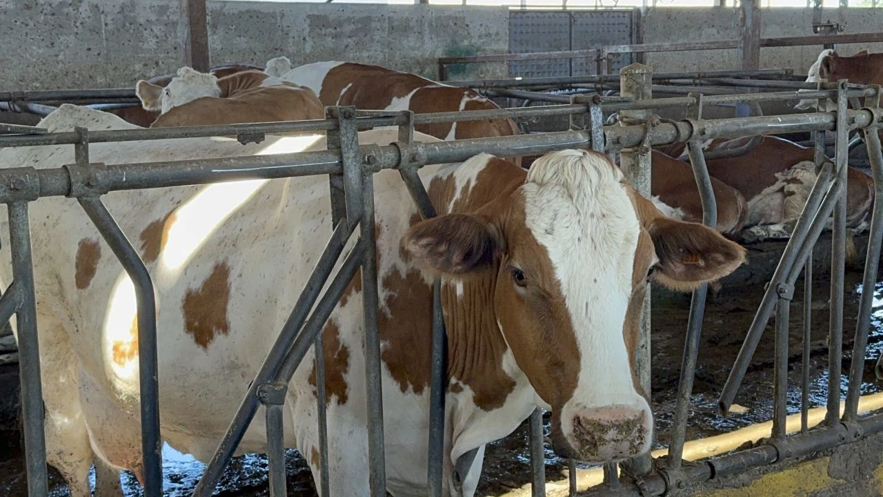 Çiftlikte teknolojik atılım yaptı, hem üretim iki katına çıktı hem sağımhane kapasitesi arttı - 1. Resim