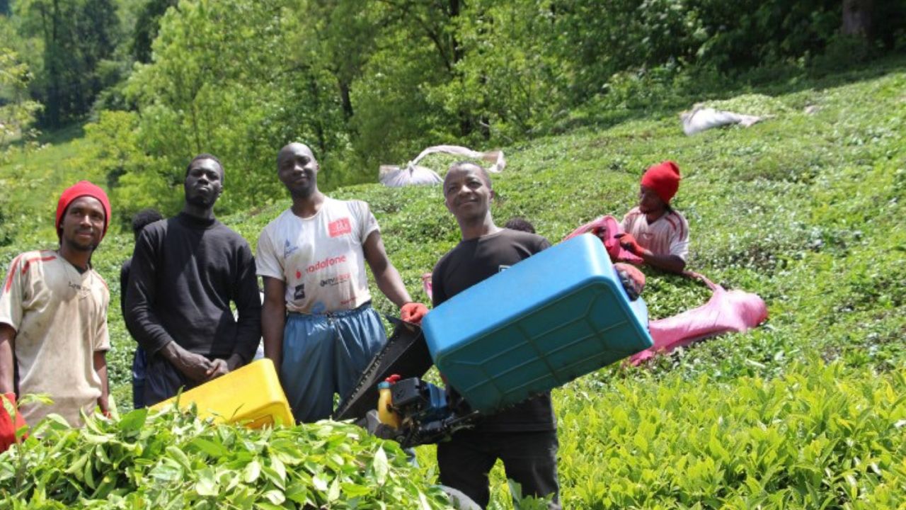 Günde 5 bin TL kazanıyorlardı: Senegalli işçiler sınır dışı edilecek