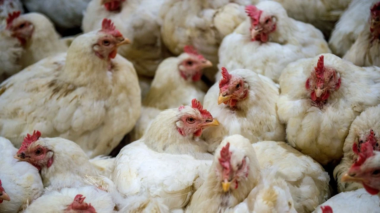 İnekten insana bulaştı! Kuş gribi kıta ve yer değiştirdi