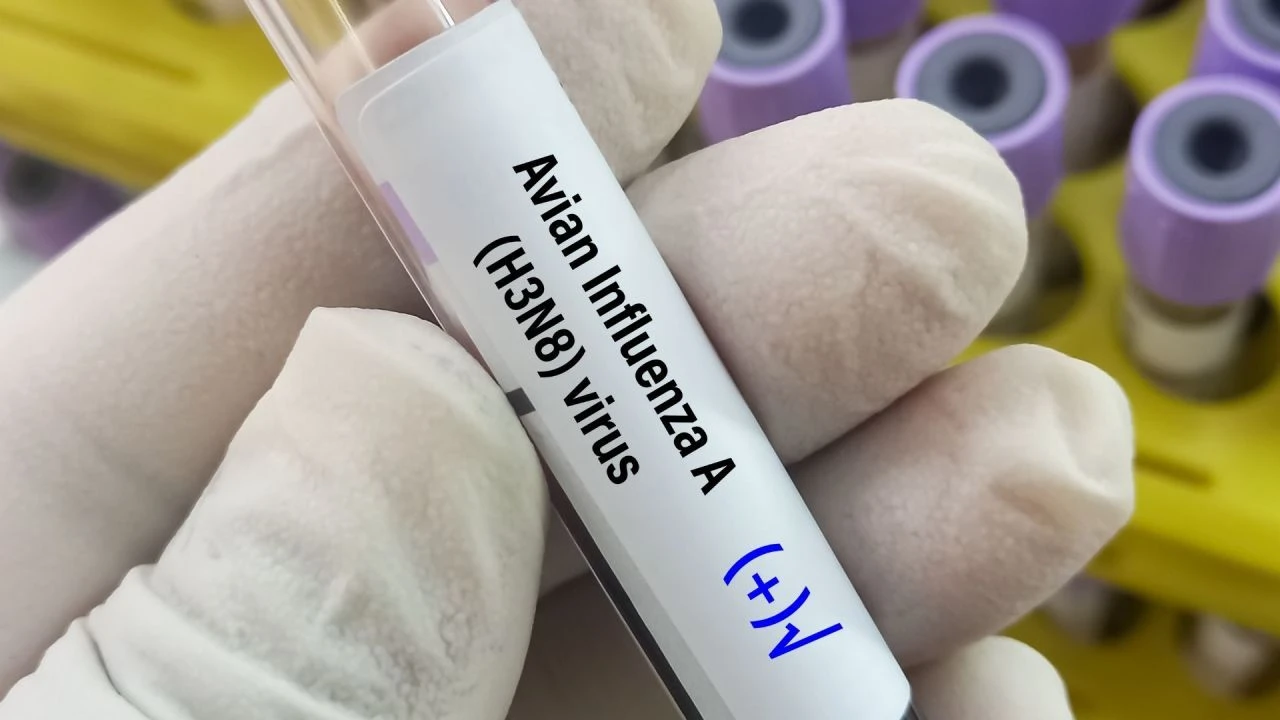 İnekten insana bulaştı! Kuş gribi kıta ve yer değiştirdi