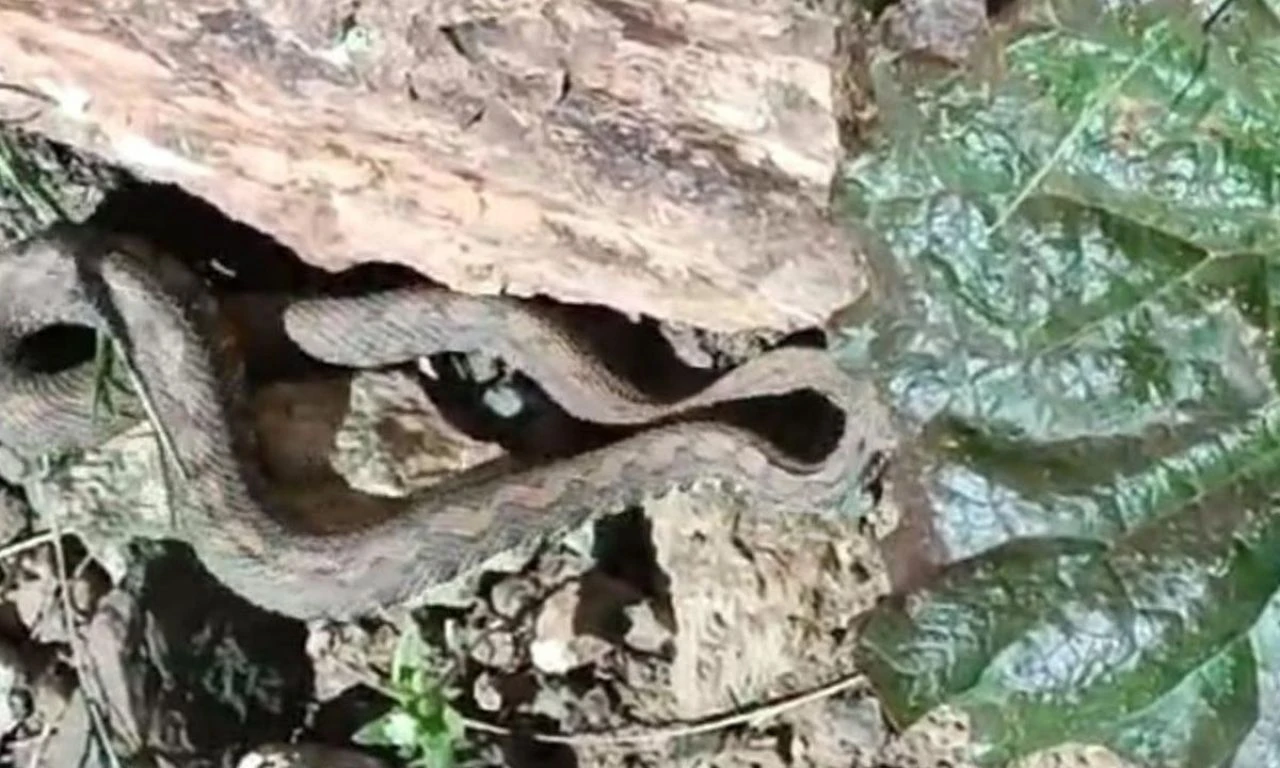 En zehirlilerinden biri... O bölgede ilk kez görüntülendi, uyarı gecikmedi