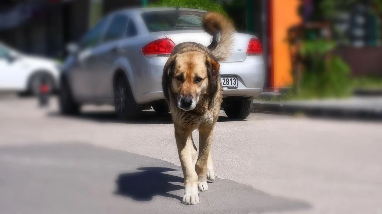 Özgür Özel'den başıboş köpek sorunu hakkında açıklama: Çare uyutma değil - 1. Resim