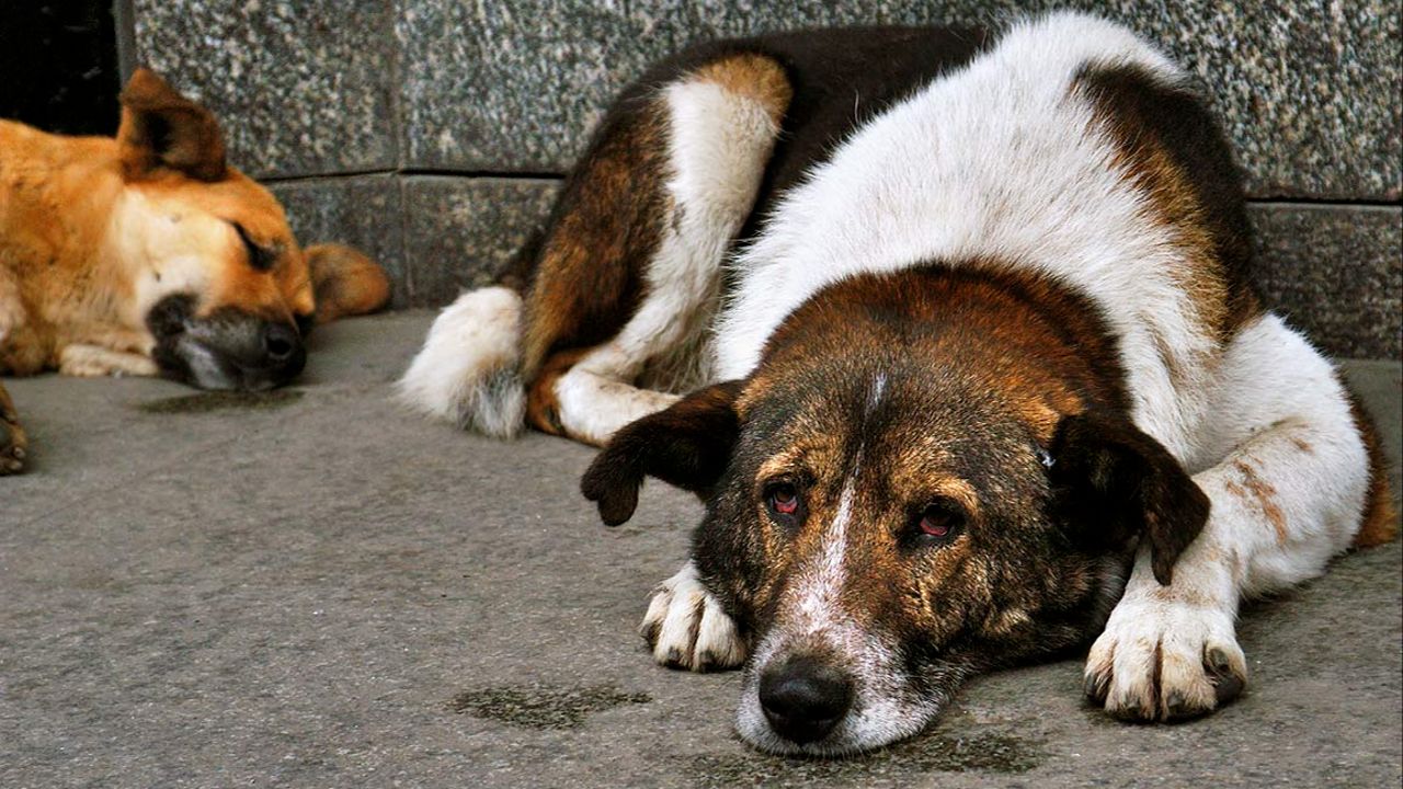 Tartışmaların gölgesinde miting: Hayvanseverler sokak köpekleri için meydanlara çıkacak 