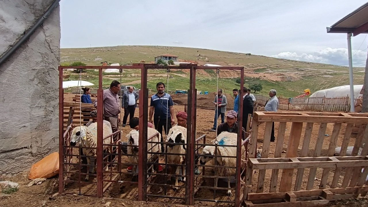 Besici isyanda! Türkiye’de çoban bulunamıyor - 1. Resim