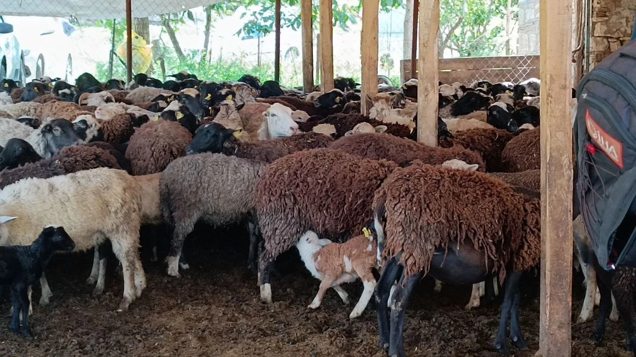 Besici isyanda! Türkiye’de çoban bulunamıyor - 2. Resim