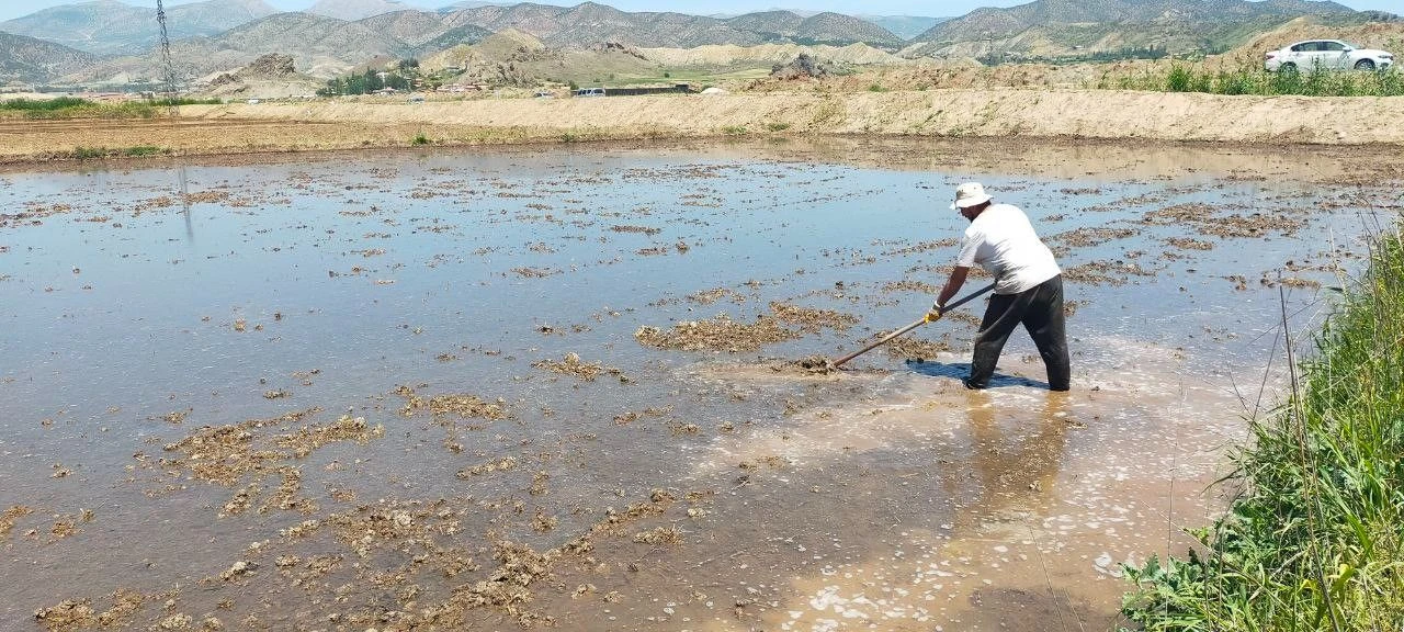 ‘Beyaz altın’ mesaisi başladı! Çiftçi bu seneki fiyattan 'umutlu'