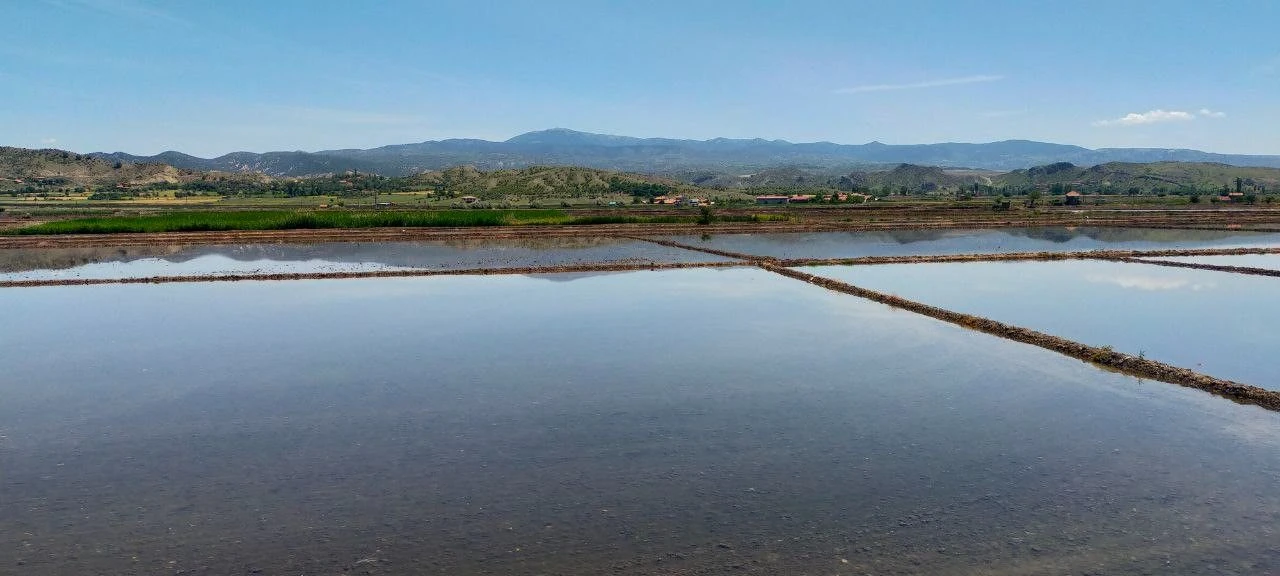 ‘Beyaz altın’ mesaisi başladı! Çiftçi bu seneki fiyattan 'umutlu'