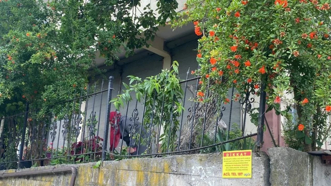 Dut toplamak için çıktığı ağaçtan düşerek demir korkuluklara saplandı - 1. Resim