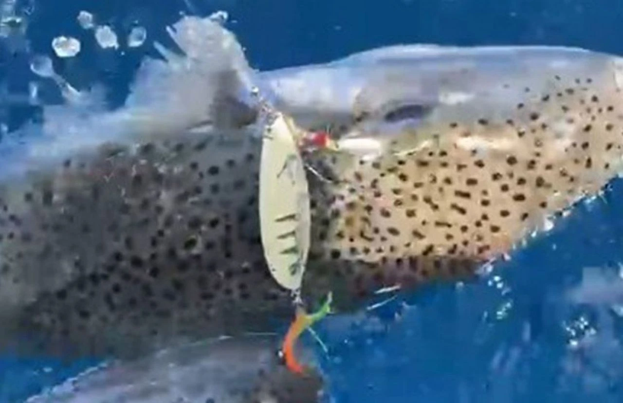 Oltasına balon balığı takıldı, gördüğü manzara karşısında şoke oldu: Bunu ilk defa görüyorum!