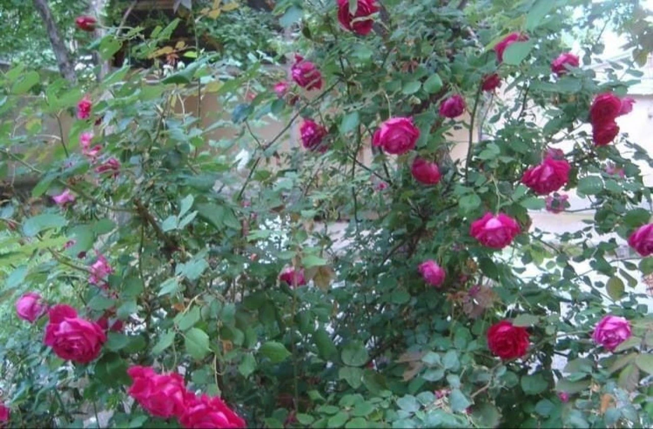 Gül şehrinde koku ve tat şöleni... Ustasından gül şerbeti tarifi - 1. Resim