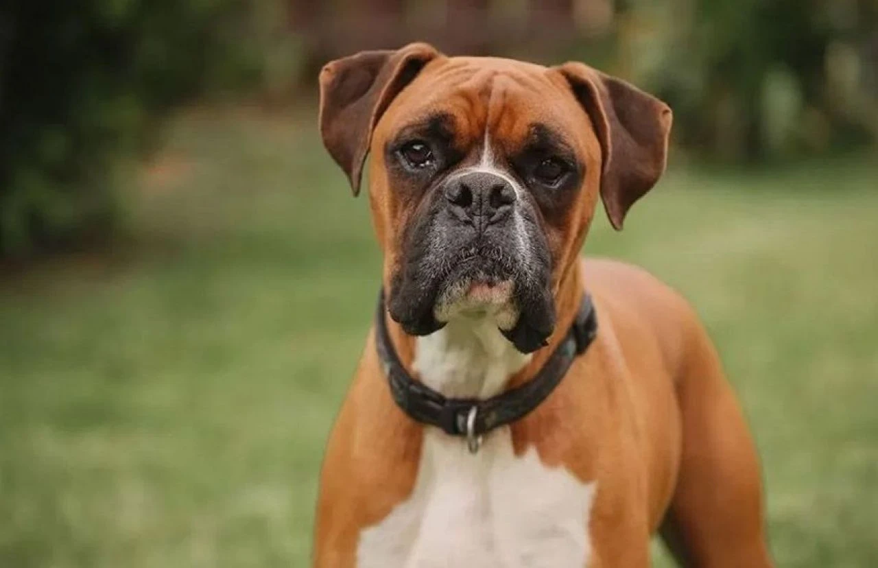 Gördüğünüzde yolunuzu değiştirin! Dünyanın en tehlikeli köpek türleri - 5. Resim