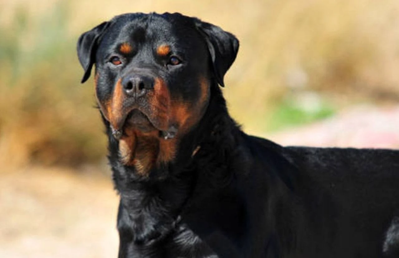 Gördüğünüzde yolunuzu değiştirin! Dünyanın en tehlikeli köpek türleri - 6. Resim