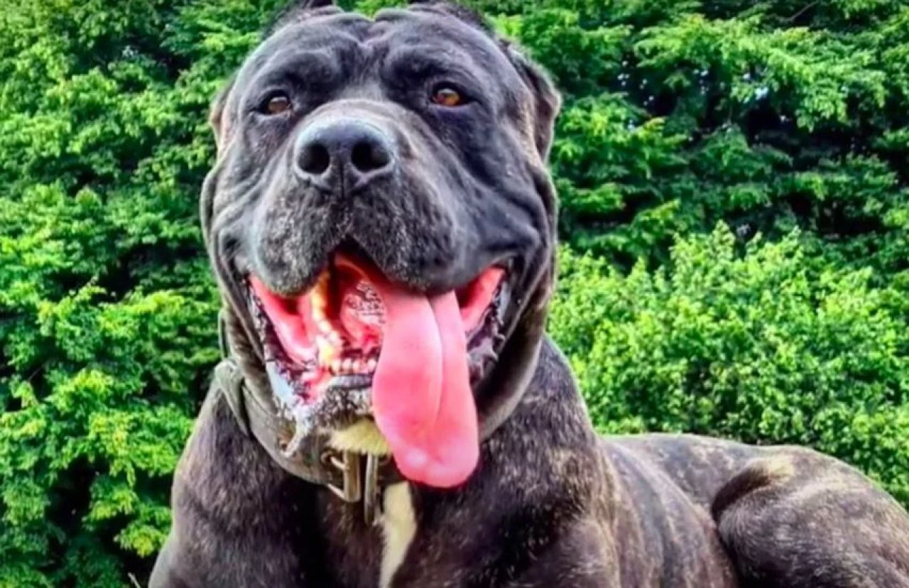 Gördüğünüzde yolunuzu değiştirin! Dünyanın en tehlikeli köpek türleri - 2. Resim