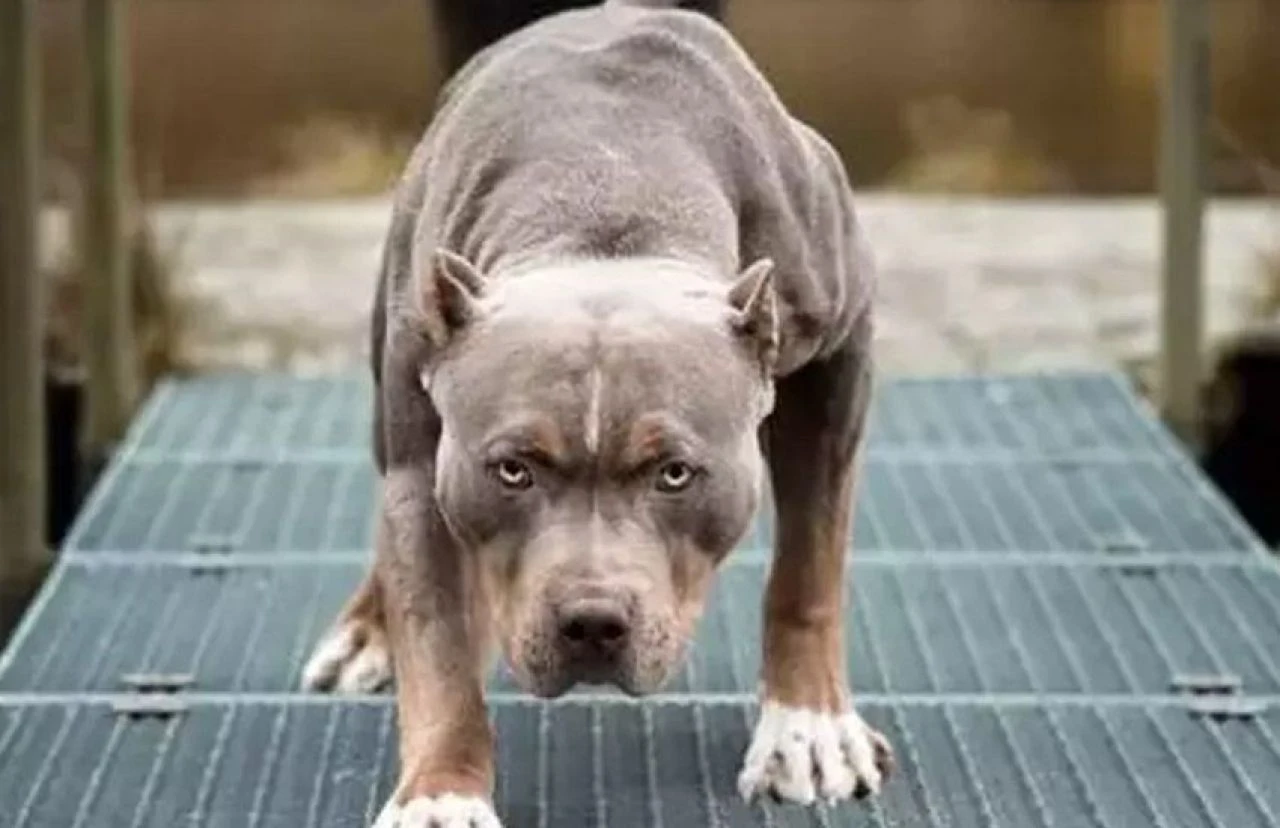 Gördüğünüzde yolunuzu değiştirin! Dünyanın en tehlikeli köpek türleri - 7. Resim