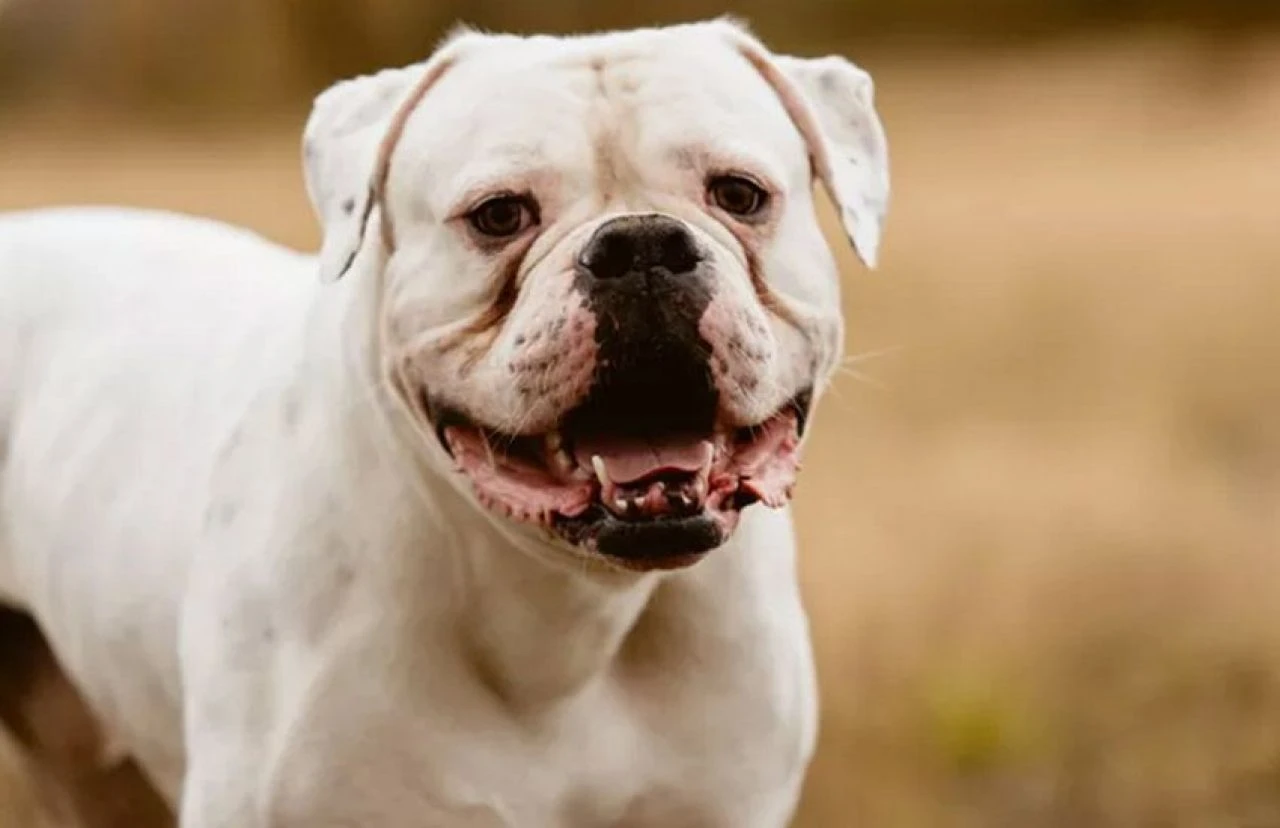 Gördüğünüzde yolunuzu değiştirin! Dünyanın en tehlikeli köpek türleri - 4. Resim