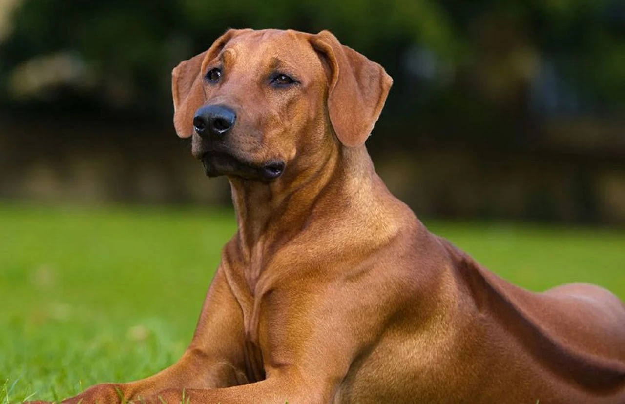 Gördüğünüzde yolunuzu değiştirin! Dünyanın en tehlikeli köpek türleri - 3. Resim