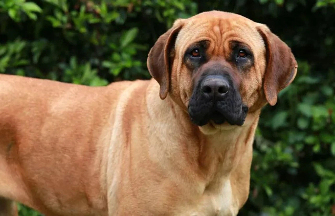 Gördüğünüzde yolunuzu değiştirin! Dünyanın en tehlikeli köpek türleri - 1. Resim