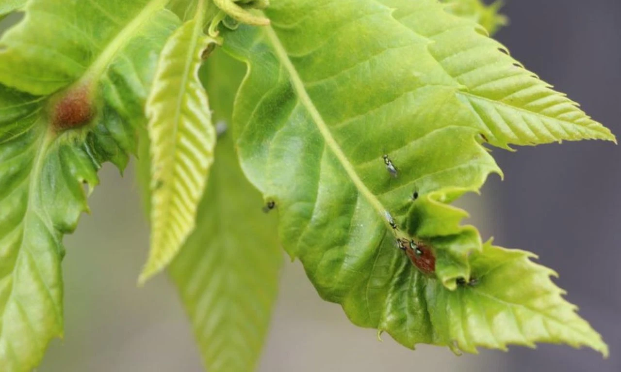 'Katillere' karşı biyolojik mücadele: 3 binden fazla avcı doğaya salındı - 1. Resim