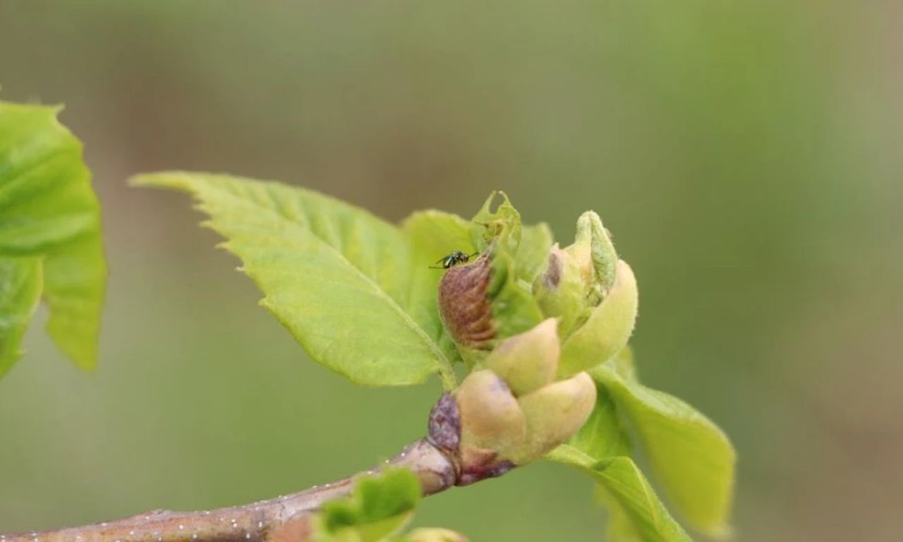'Katillere' karşı biyolojik mücadele: 3 binden fazla avcı doğaya salındı - 2. Resim